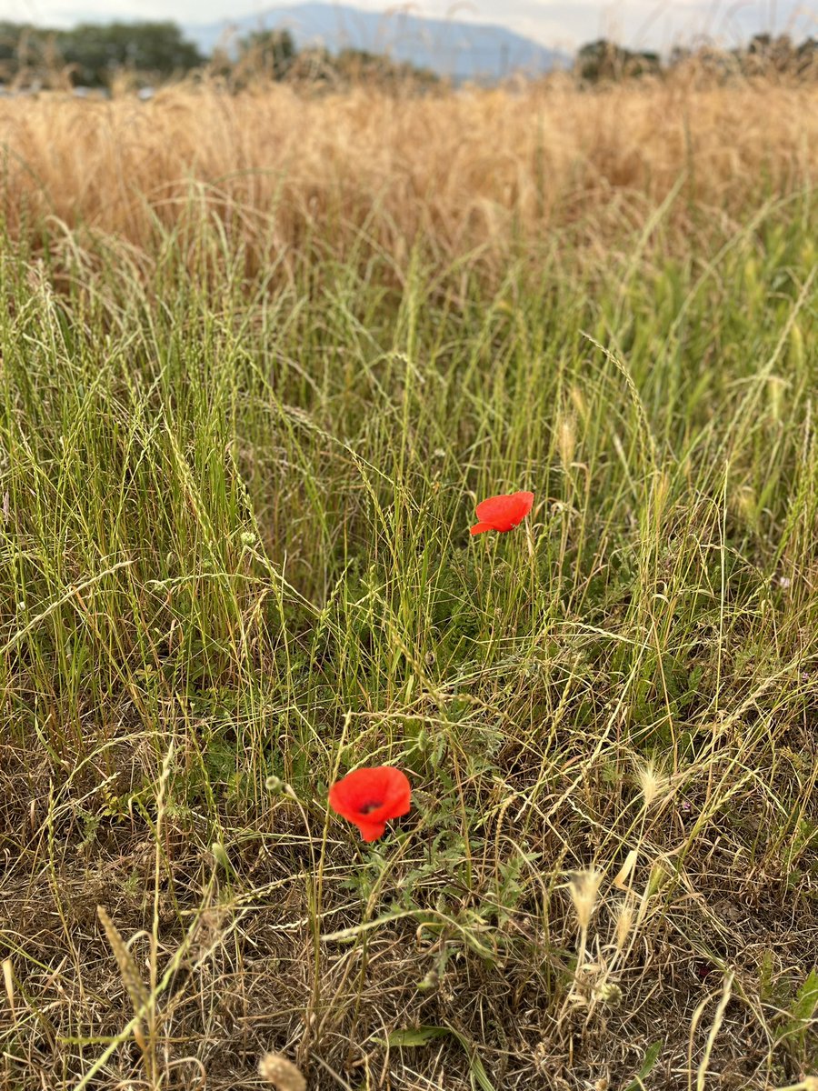 MumbaMusondam's tweet photo. The joys of a morning runππΎββοΈ along a wetland system ππ½ππΎ #MovementIsEverything And seeing the last of the Poppies along the way homeππΎππ½ππΎ#HappyNewWeek https://t.co/u1GcSpioEx