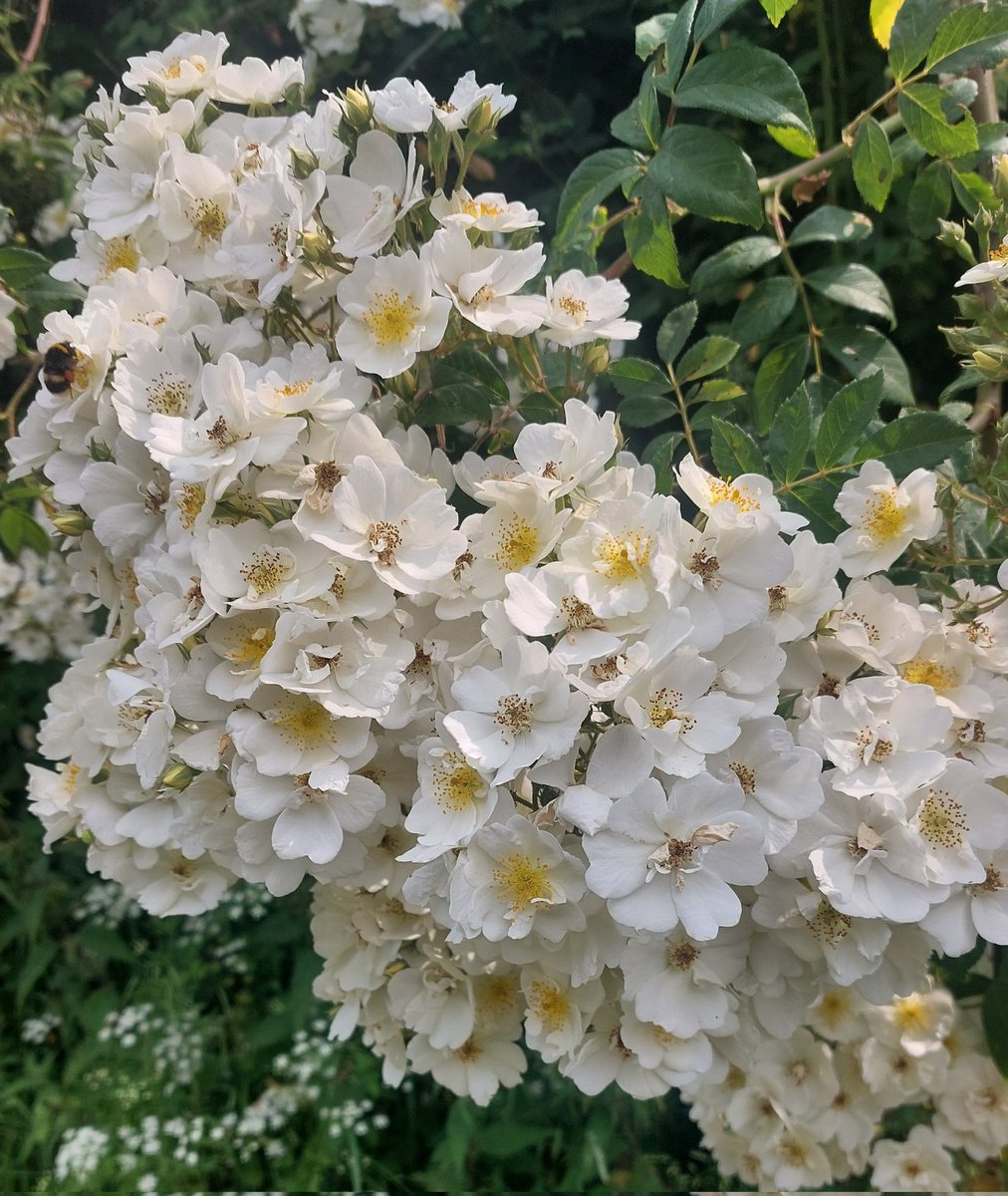 PlantPref's tweet photo. Our giant Rosa 'Seagull' has burst into full flower over the last few days. Wonderful perfume and quite a few bumblebees, honey bees, hoverflies etc in it.

#rose #ramblingrose #rosa #rosaseagull #perfectforpollinators #scentedflowers #whiteflowers https://t.co/oS0O7Gqsjj