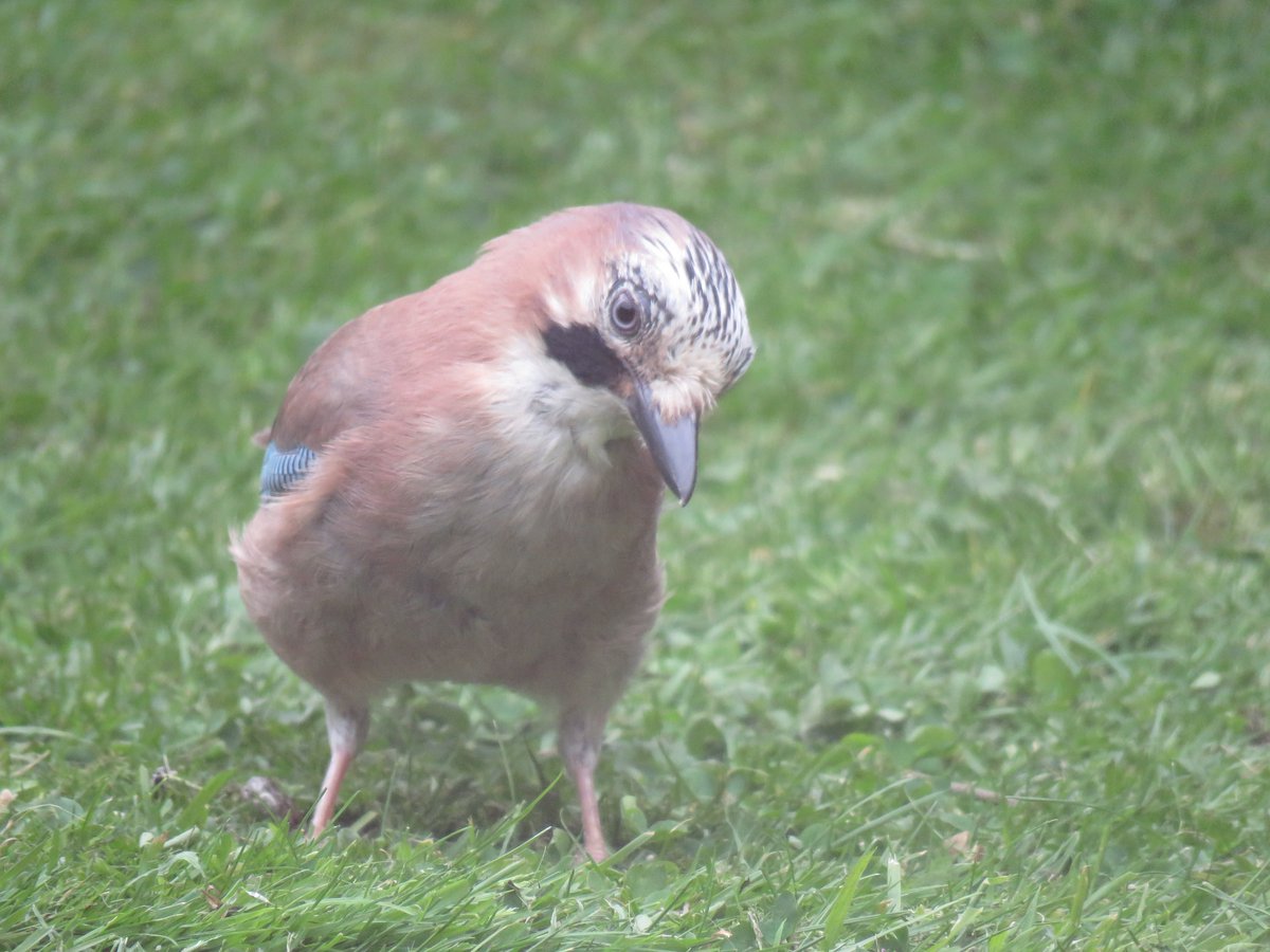 Steveredwolf's tweet image. Good morning Happy new week everyone - a lot of upset here this week as we are having the kitchen refurbed. Sunny start after much needed rain overnight. Have a great day what ever you are up to today 😊