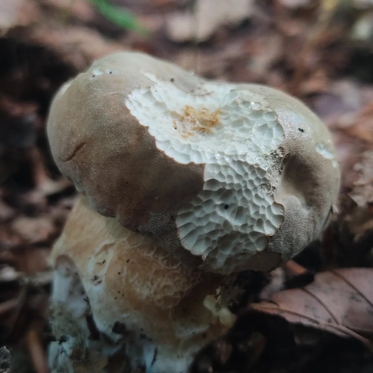 ivacap's tweet photo. #mushrooms #fungi #boletus https://t.co/Whi2RwWnmA