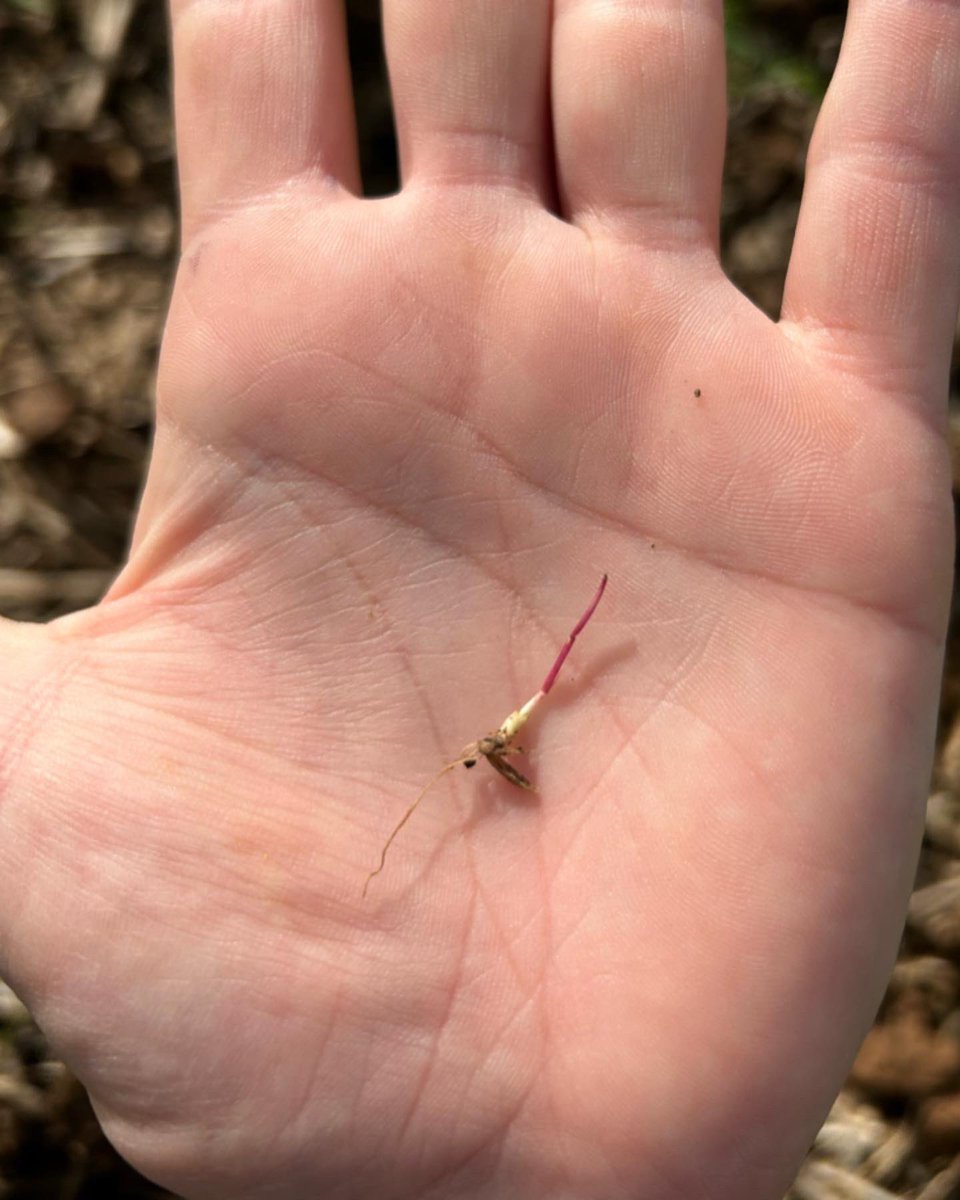 Early Post Emergent applications of <a href="/Bayer4CropsAU/">Bayer AU 🇦🇺 | Crop Science</a> Mateno Complete herbicide at the 1.5 wheat leaf stage is doing a great job of controlling ryegrass in problem paddocks.

Follow up rainfall has lead to ideal conditions with excellent residual broadleaf and grass control