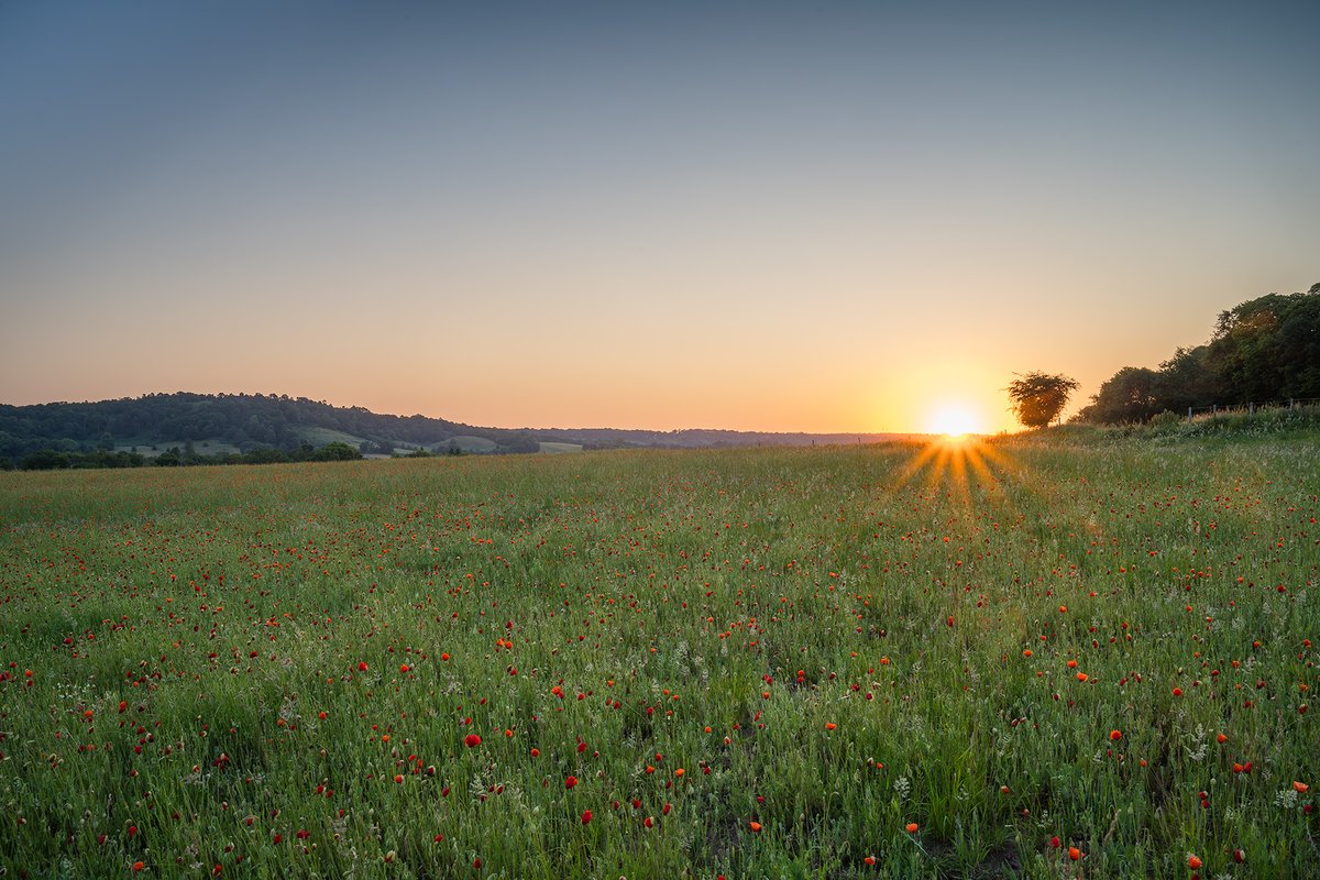 Meadow
#poppies #wexmondays #fsprintmonday #appicoftheweek #sharemondays2023