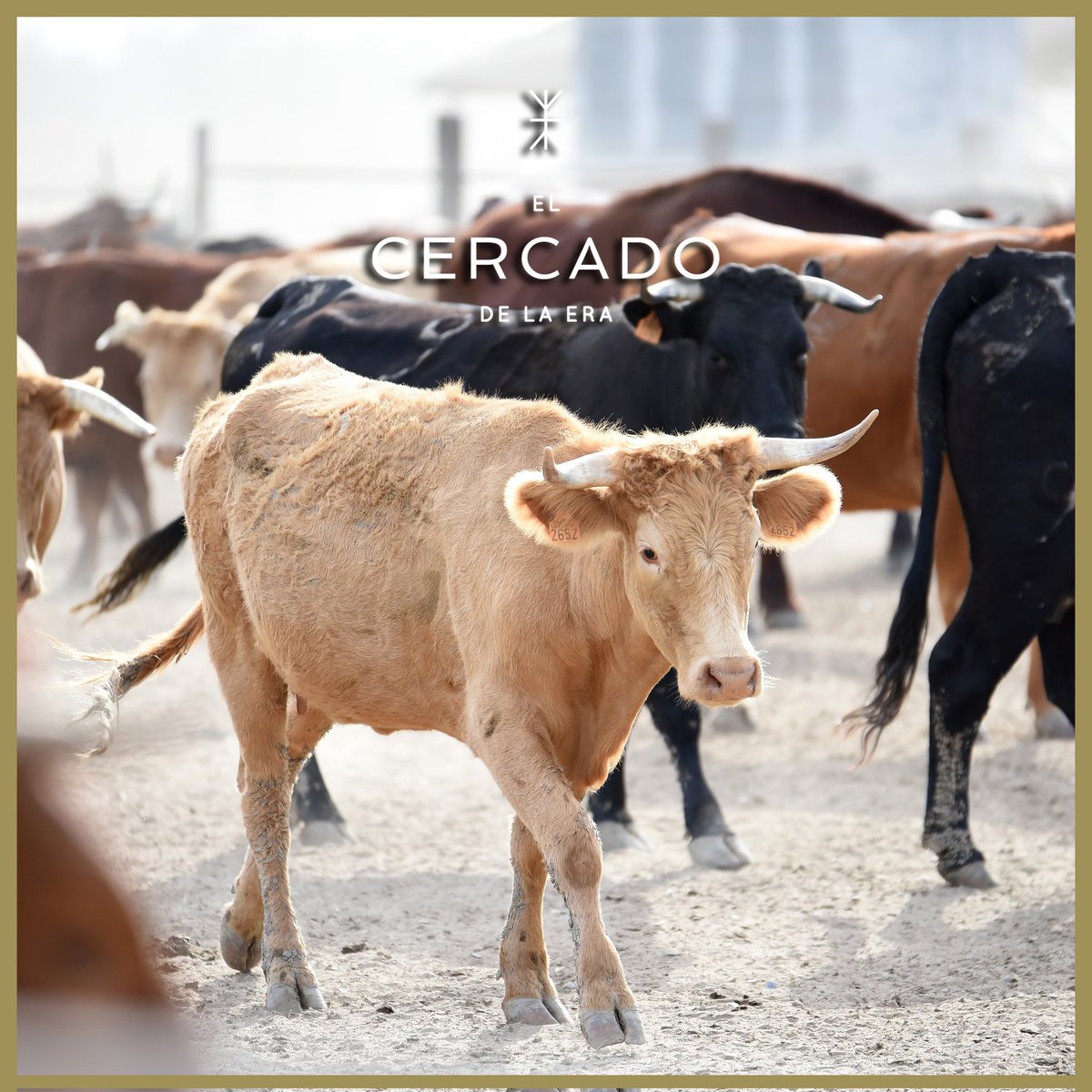 𝐄𝐋 𝐂𝐄𝐑𝐂𝐀𝐃𝐎 𝐃𝐄 𝐋𝐀 𝐄𝐑𝐀

🚜🍽 ¡Del campo a la mesa sin intermediarios!

#ElCercadoDeLaEra #valencinadelaconcepcion #sevilla #ganadería #ecology #ecológico #aove #virgenextraecológico #virgenextra #carne #vino