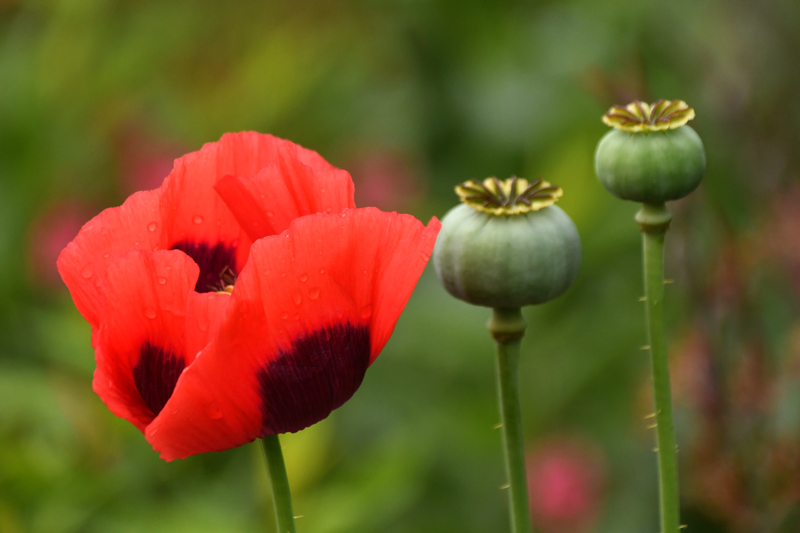 Poppies at the Airfield Estate, Dundrum, Co. Dublin