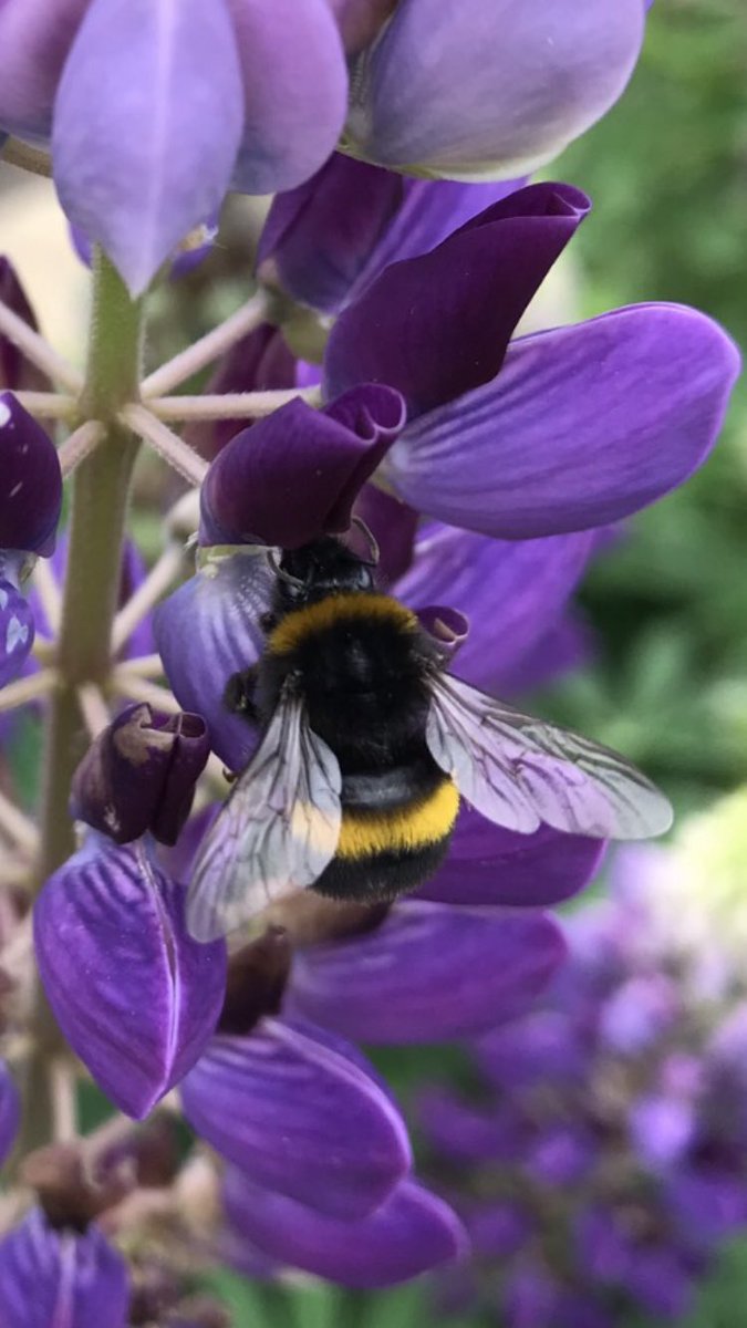 Morning… 🌱 Humble bumble 🐝 checking in for breakfast at Lupin towers…. #GardeningTwitter #CottageGarden #Lupins #BeeTheChange #BumblebeeConservation #SaveTheBees #SoundOfSummer