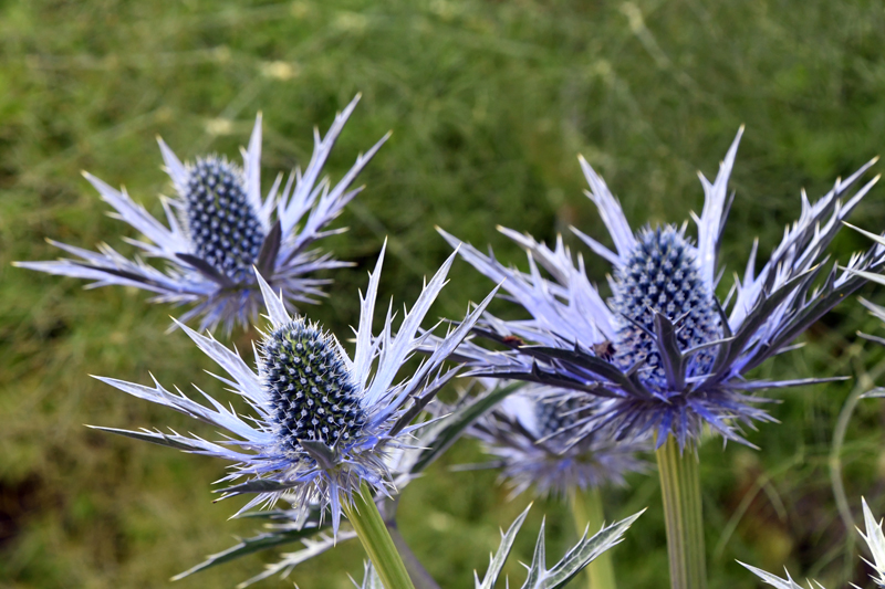 Eryngiums at the Airfield Estate, Dundrum, Co. Dublin