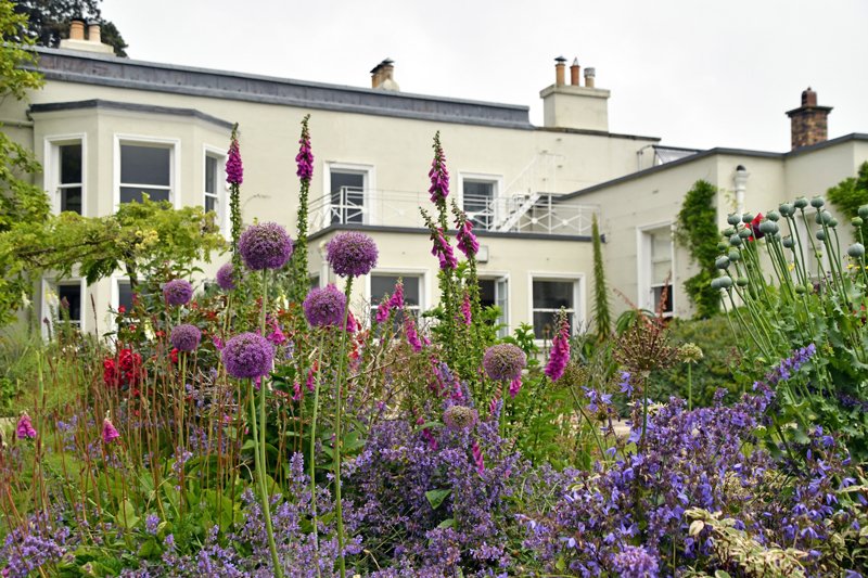 Alliums at the Airfield Estate, Dundrum, Co. Dublin