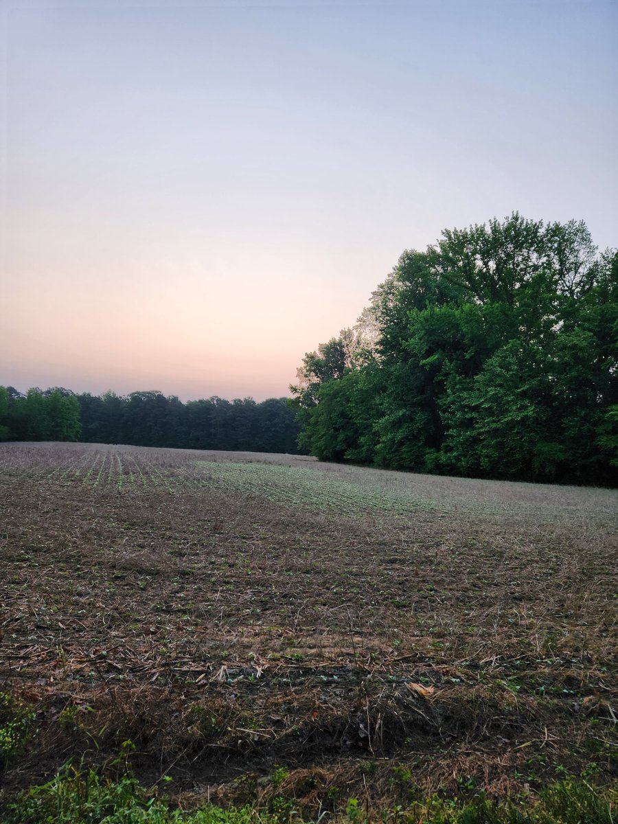 #DailyHappy is a pearly sunrise over the mown wheat field during my morning run. & the soybeans are already coming up between the stubble. #NoTillFarming #CountryLiving