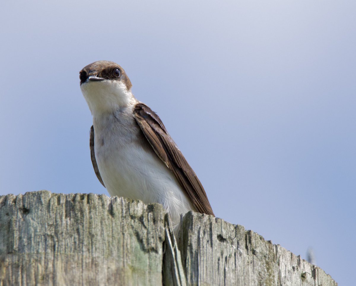 A very judgy female tree swallow. #TwitterNatureCommunity #CTNatureFans #birdphotography #treeswallow