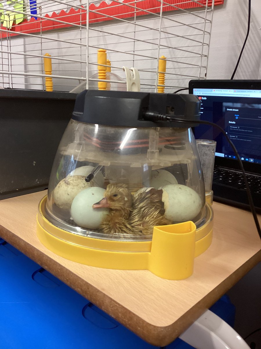 We have our first duckling 🐥 🦆
