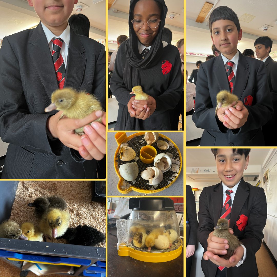 And then there were five! 🐥
All ducklings have now emerged from their eggshells and 8VYS will be caring for them before they transfer to the #LadybridgeFarm next week #LadybridgeLearners #ducklings
