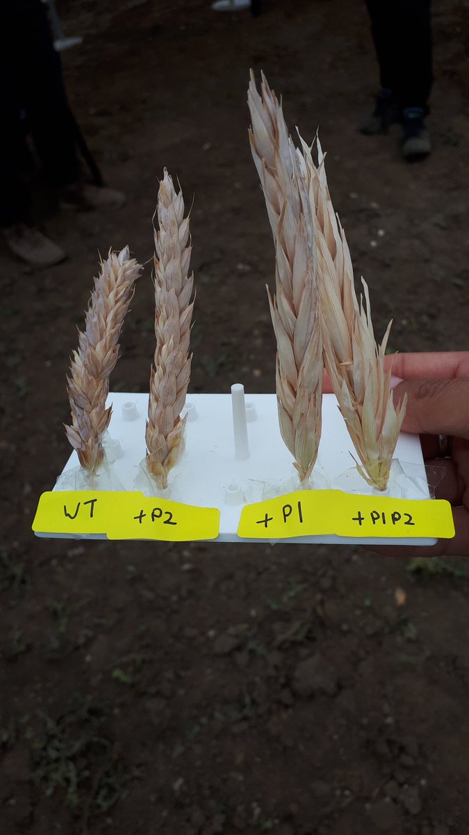 Laura Bouvet tweet media