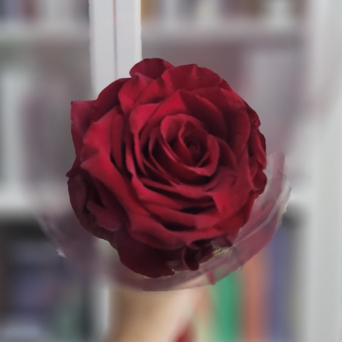I caught a rose from <a href="/parclassic/">박도준 (朴洮儁) 🇰🇷</a> at Conquest 2023. ❤️