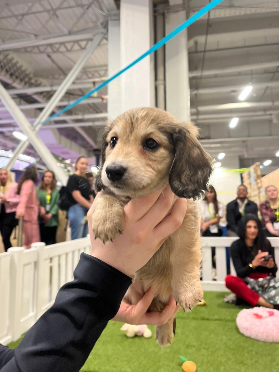 FestivalofWork's tweet photo. Everyone needs some puppy therapy in their life, get your dose at the @CIPD Festival of Work 🥺

#FestivalofWork https://t.co/dSQAVkmamD