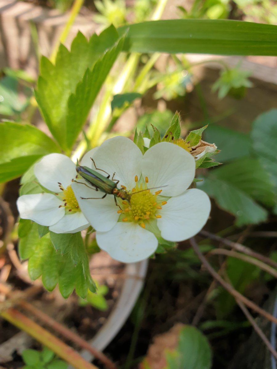 Can anyone help me ID these two beautiful bugs currently enjoying my garden. #insects #nature @Buzz_dont_tweet