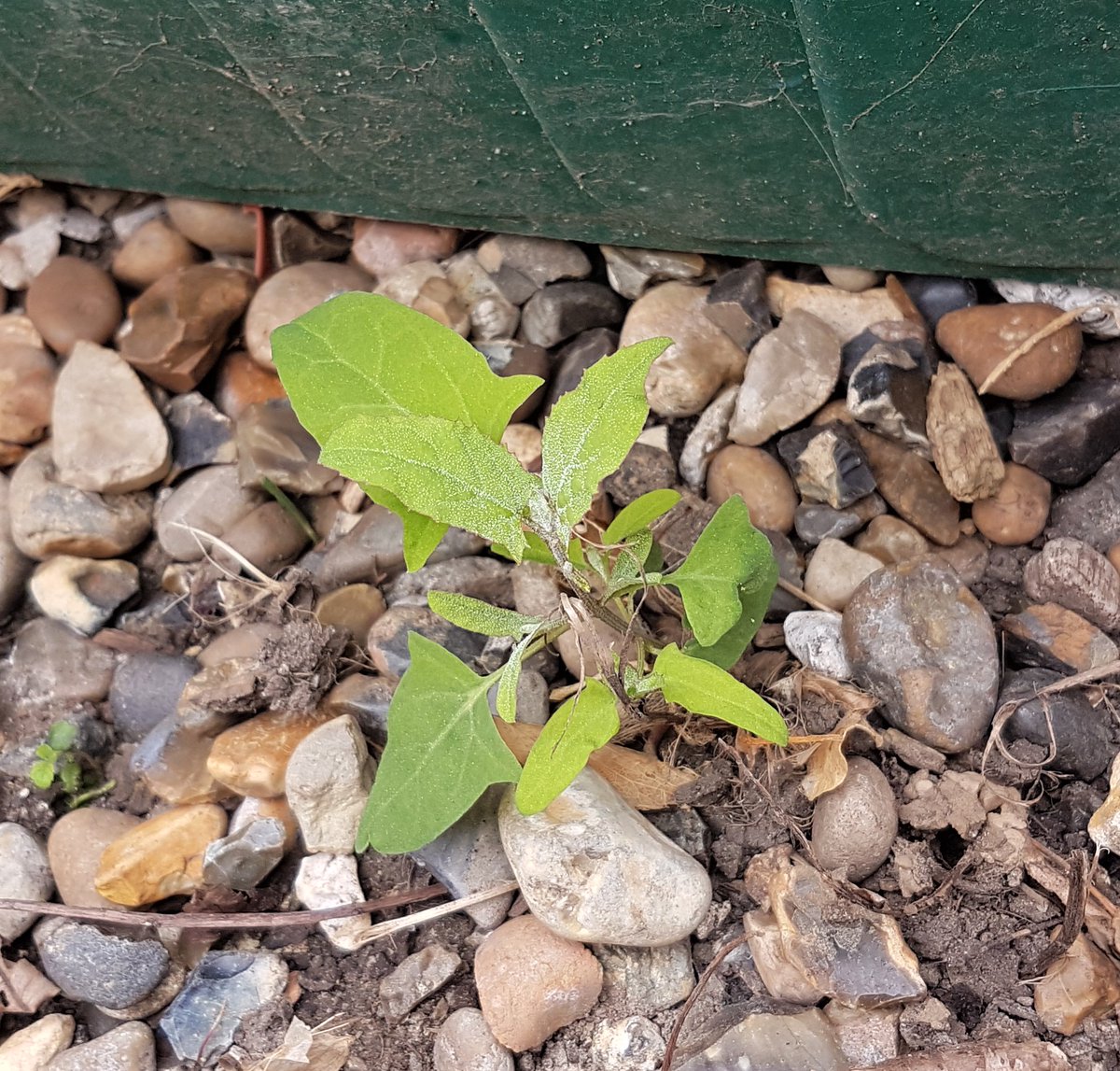 escalatingeris's tweet photo. Question for all you foragers out there: is this plant pictured below an example of fat hen? Not 100% sure because the pictures of fat hen that I've seen in books/online have different-shaped leaves to this.

#foraging #foraginguk https://t.co/FqrdtTzJ5b