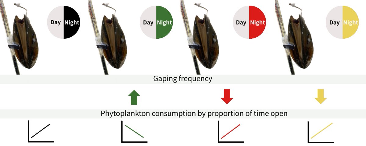 Check out our newly published paper on the effect of artificial light at night on the feeding and activity of mussels thanks to a great collaboration with @UofGMVLSbioelec @SofieSpatharis @dmdominoni @j_e_lindstrom @MirzaiNosrat authors.elsevier.com/a/1hCv0,asi63Q…