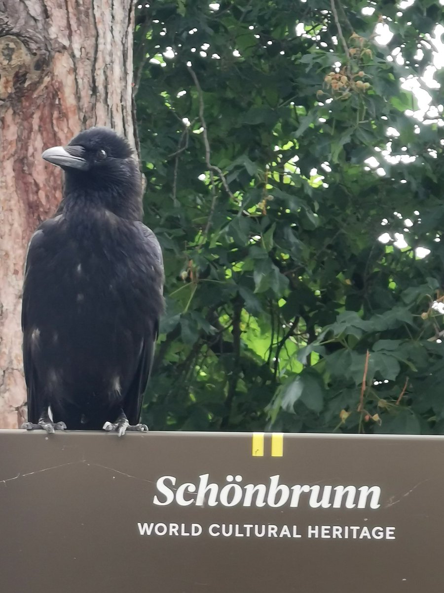 city_crows's tweet photo. #Crow_personalities - Top celebrities

Ossip!   @city_crow 's #crowoftheyear 2022 and

since Feb.' 23
the 2nd official #WorldHeritageCrow

(after Piu o. c)

This morning... https://t.co/Z9Xy5hZNLe