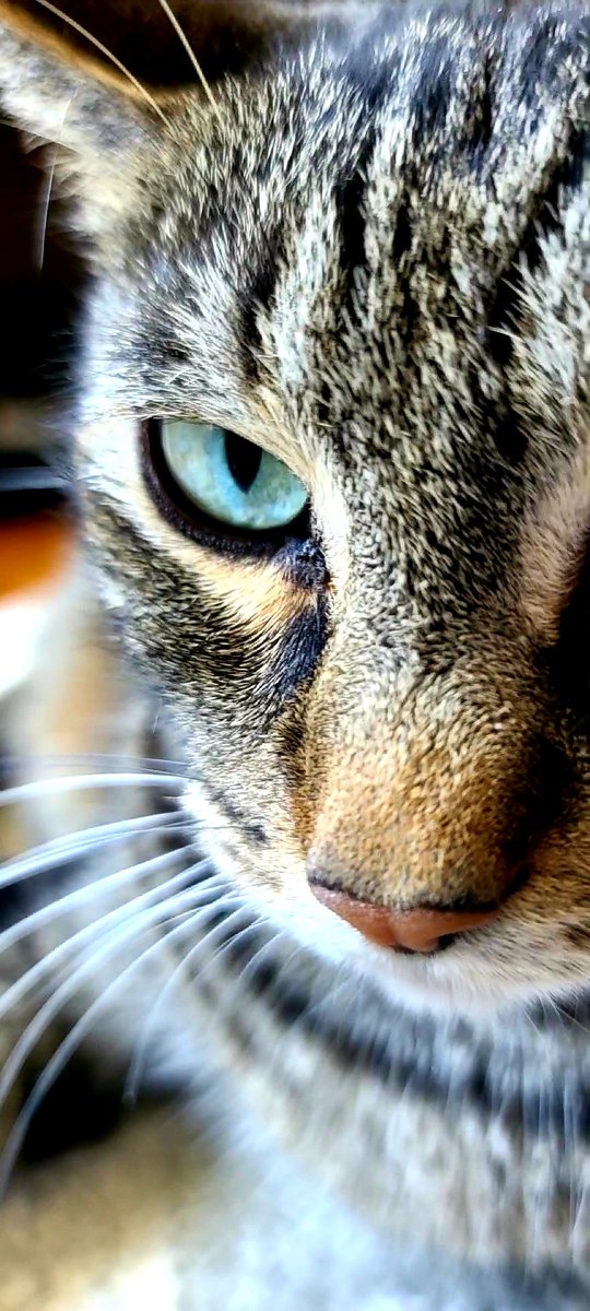 BumperMiss's tweet photo. Good morning pawfriends 🐾😺 it's Mr. Coors' birthday today 💐 he is doing well in Florida, and he said he watches 🐦 birds all day long 😺 Happy Birthday Mr Coors 🐾😺🐾🎂 love Miss Bumper ❤️ 😺❤️ https://t.co/XV3R2DhQlS