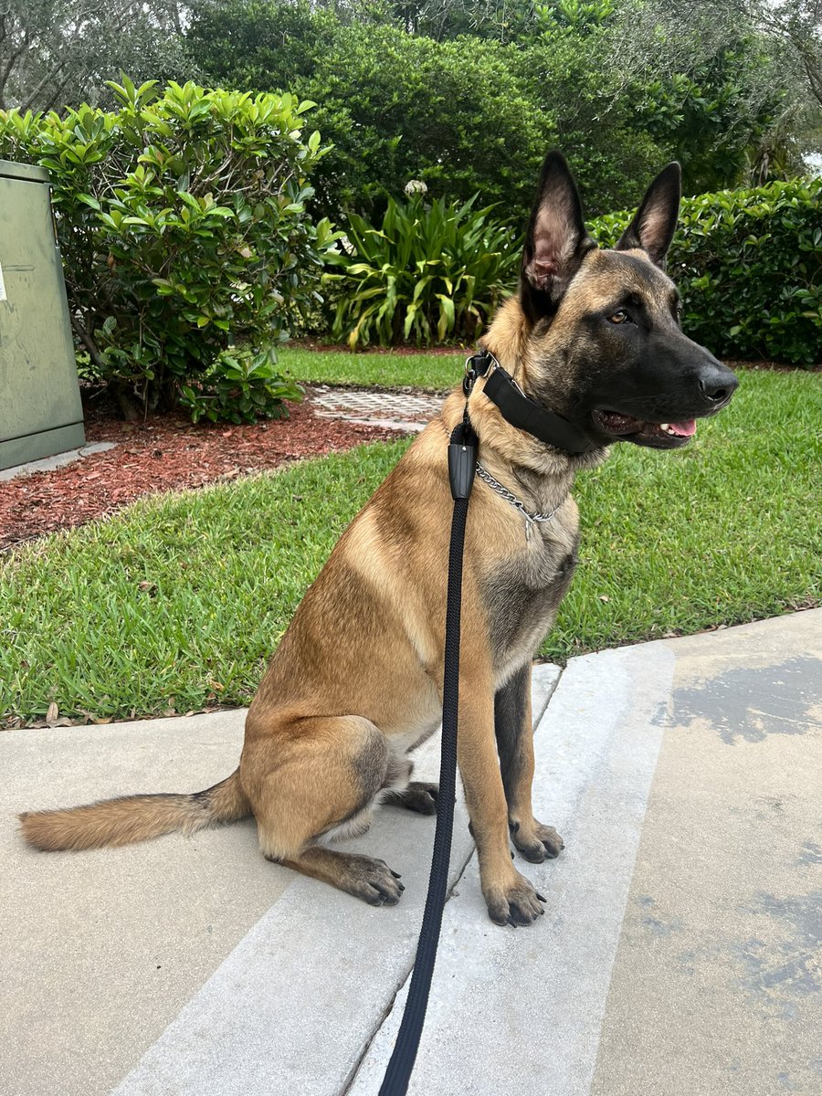 Meet Sargent the Belgian Malinois. #belgian #malinois  #dog