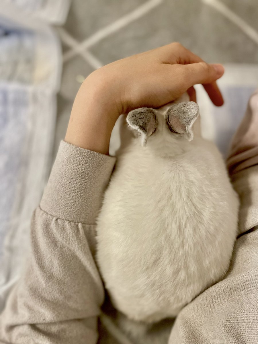 今日も今日とて愛でられポジにくる🐰

#うさぎと暮らす