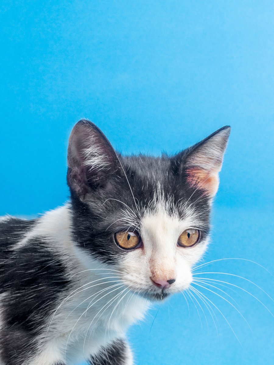 coshtix's tweet photo. ¿Se acuerdan de la gatita que rescatamos con consultante? ¡Ya está en adopción! Desparasitada y castradita, retratada por Ofos cuyo arroba no me sale ahora ncxq

RT para la buena suerte y ayudarnos a encontrarle casita https://t.co/PXoshNz1f2