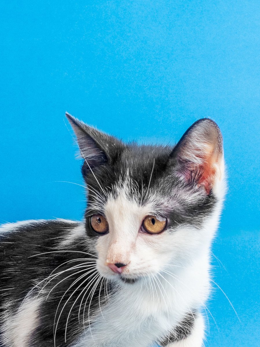coshtix's tweet photo. ¿Se acuerdan de la gatita que rescatamos con consultante? ¡Ya está en adopción! Desparasitada y castradita, retratada por Ofos cuyo arroba no me sale ahora ncxq

RT para la buena suerte y ayudarnos a encontrarle casita https://t.co/PXoshNz1f2
