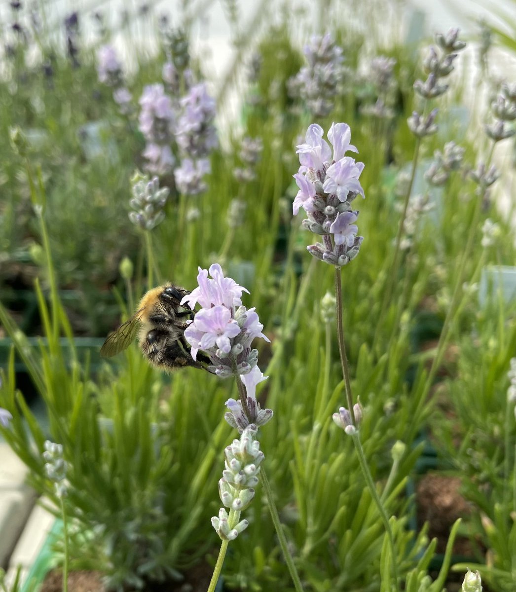 My favourite dwarf lavender flowering in the polytunnel today. Carder bumble not included.