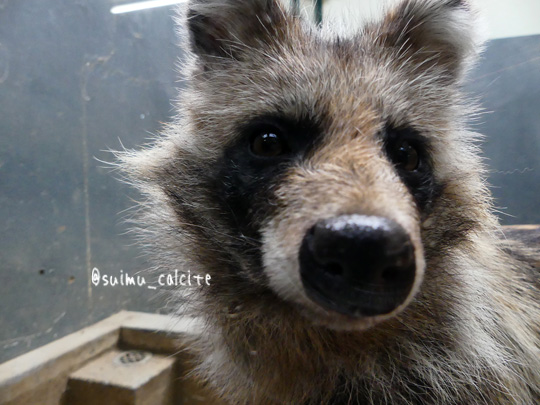 #円山動物園　#エゾタヌキ　ユキ