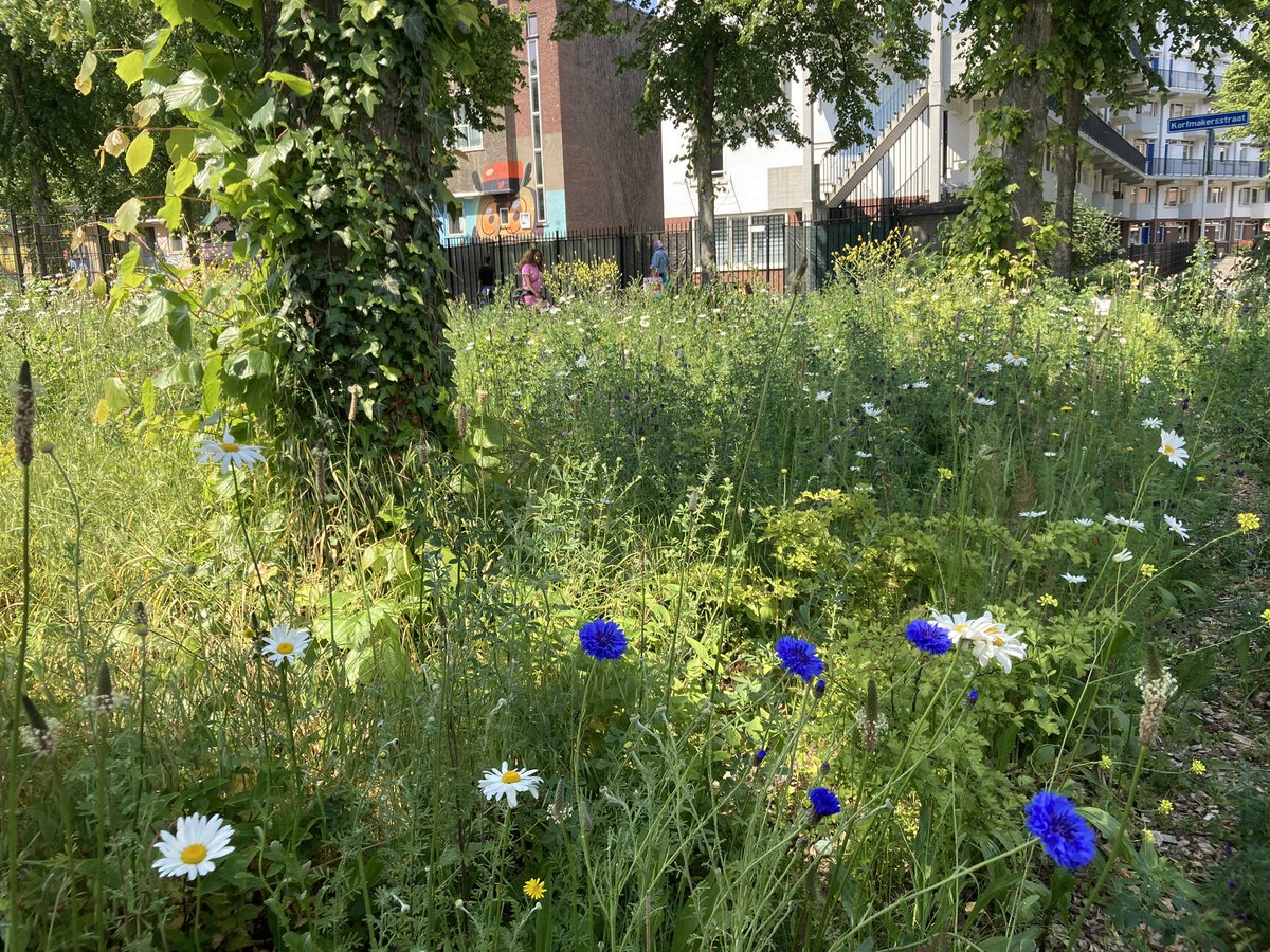 Een aantal mooie ensembles (combinaties van tuinplanten en inheems) in #park1943 met o.a zevenblad, wilde roos, korenbloem en Magriet 😀🍀👇 #hetnieuwetuinieren #biodiversiteit