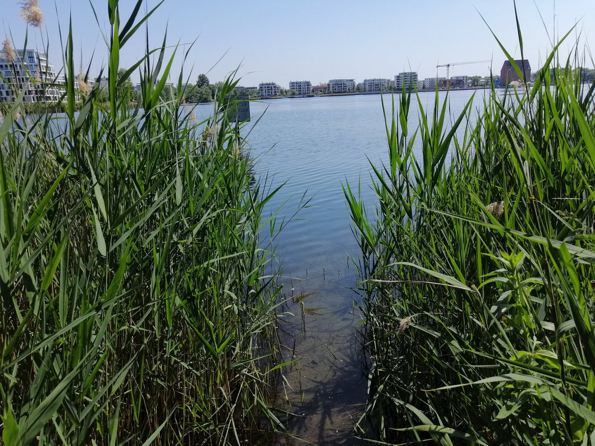 Heute das erste Mal im See schwimmen, wow war das schön erfrischend 🌊! Weiß leider nicht die Wassertemperatur!