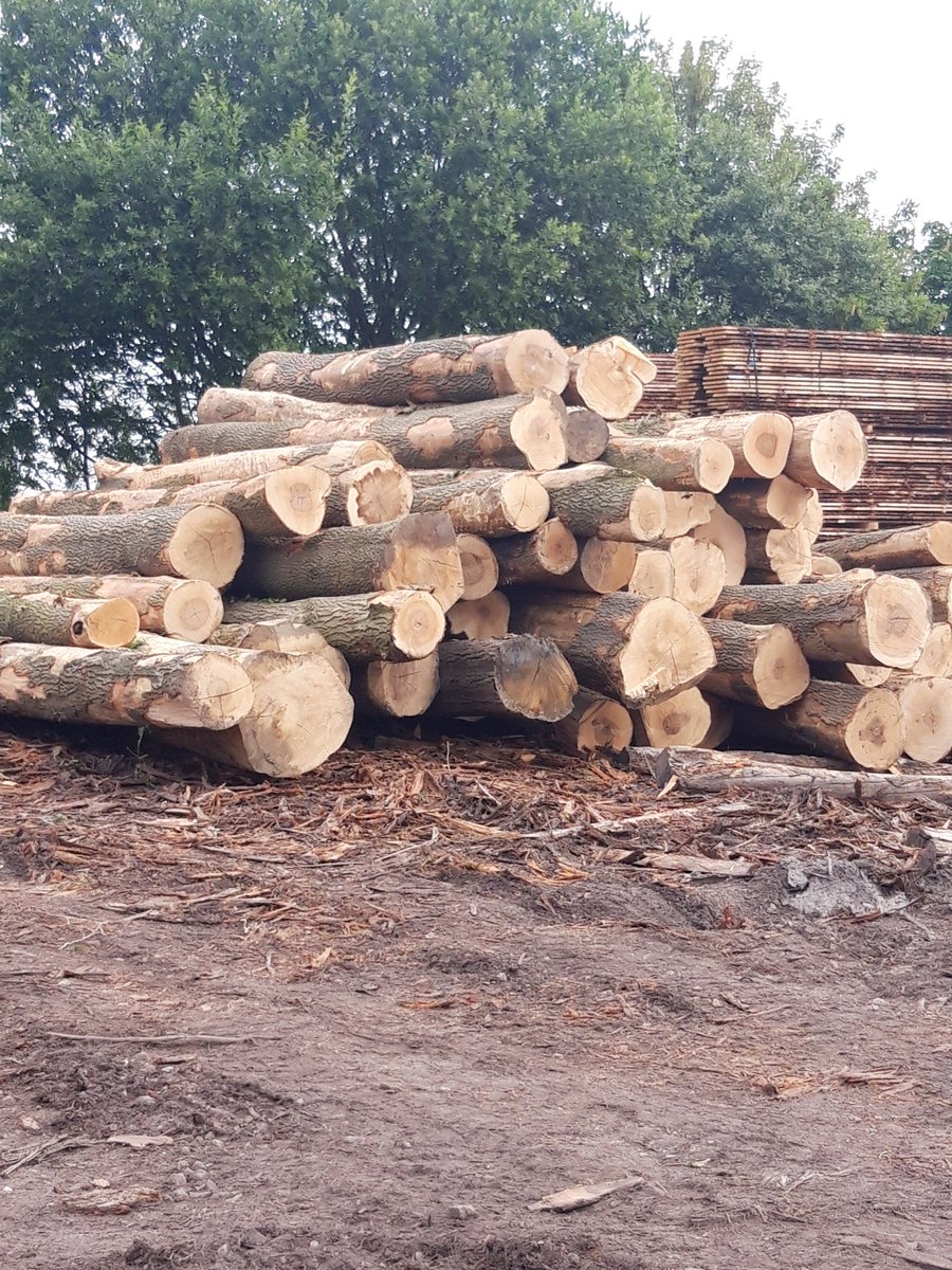 bell66martin's tweet photo. Day 3 of @ssf_uhi #studytour & it was all about hardwood & bespoke sawmill's @VasternTimberUK with Peter Barnes showing us around. Absolutely stunning & amazing. Thank you so much! #timber #harvesting #ukforestry #education @andyheald @ThinkUHI @GrowninBritain #EUtimber ๐ณ๐ฟ๐ https://t.co/hvdxvuQ6CG