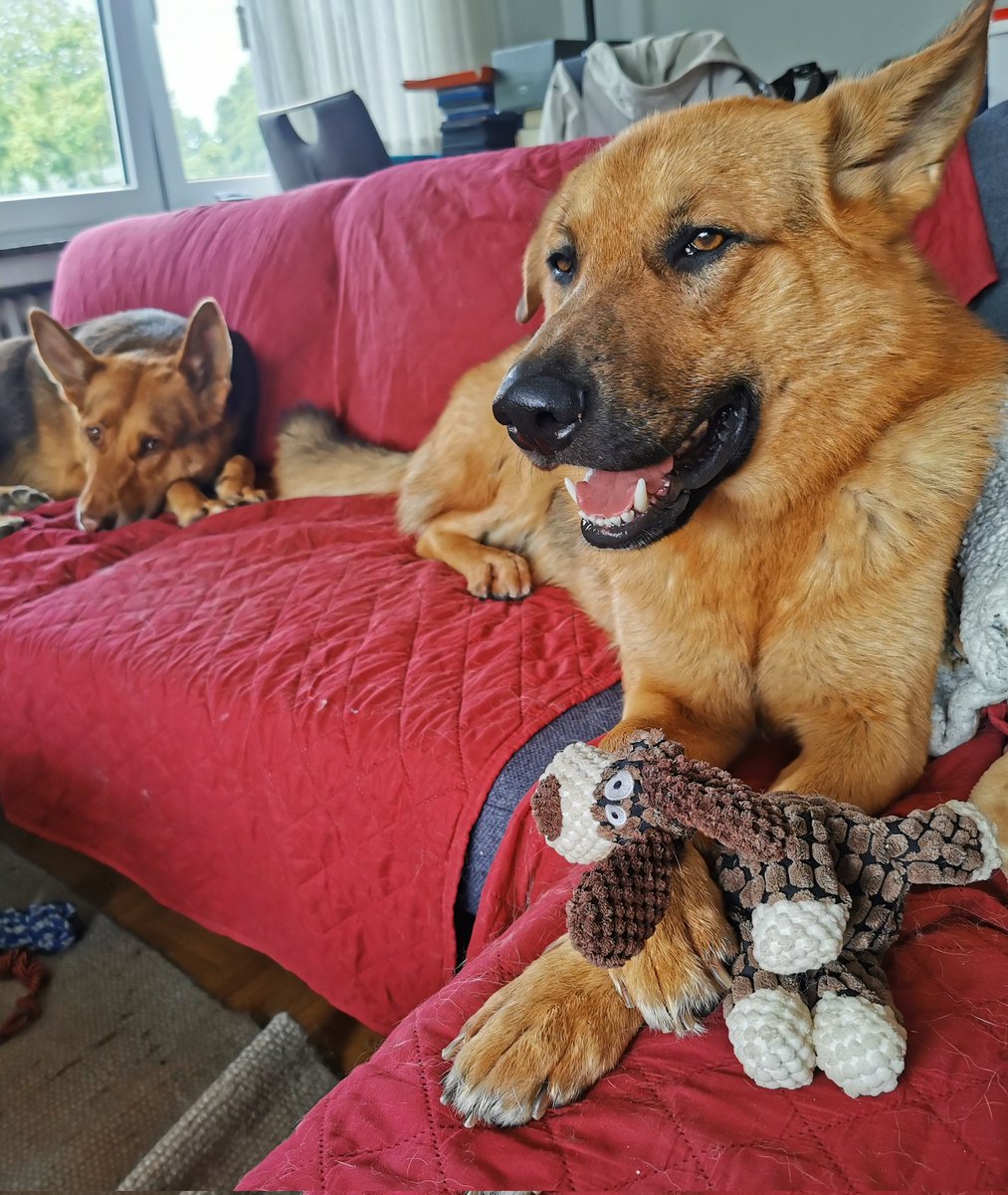 Paco_Bealy_Jane's tweet photo. Ein wenig süß an Plüsch 🐶
#PacoBealyundJane #Hugositting #KleinHugo https://t.co/mt34O4h4fA