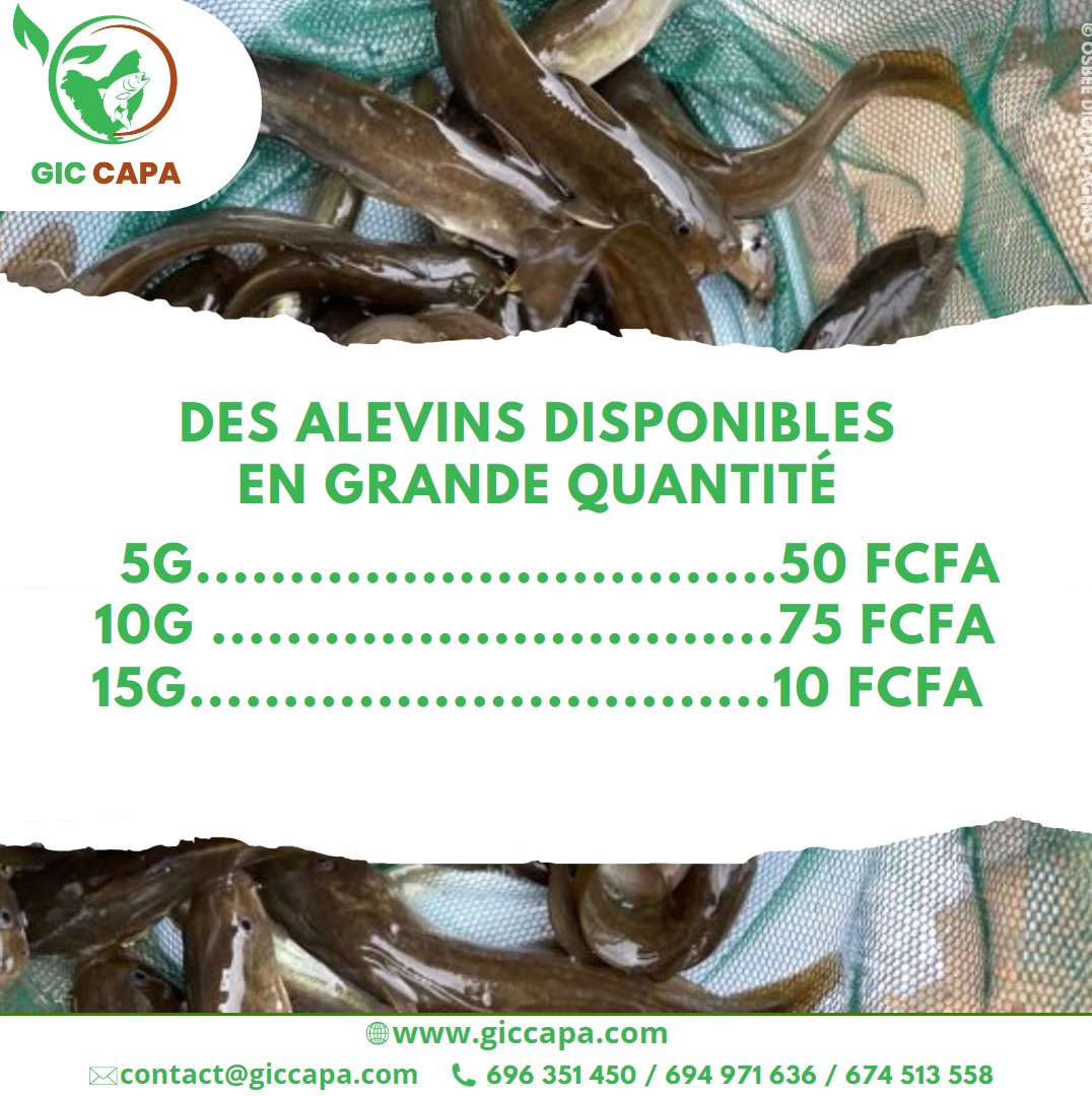 GicCapa's tweet photo. 🐟 𝐃𝐞𝐬 𝐚𝐥𝐞𝐯𝐢𝐧𝐬 𝐝𝐢𝐬𝐩𝐨𝐧𝐢𝐛𝐥𝐞𝐬 𝐞𝐧 𝐠𝐫𝐚𝐧𝐝𝐞 𝐪𝐮𝐚𝐧𝐭𝐢𝐭𝐞́ 🐟

https://t.co/9EddLxKmmN

✅🤩😉 Que vous soyez à Ayos ou à Yaoundé, n'hésitez pas à passer votre commande.

#alevins #claria #tilapia #ayos #yaoundé https://t.co/JzZjM5Fyqc