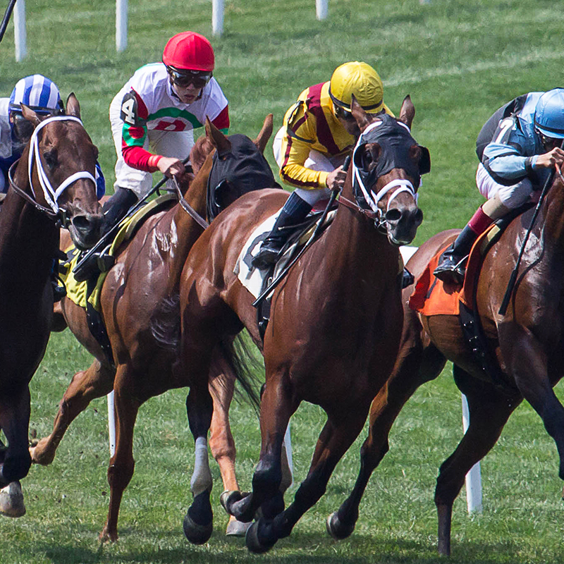 TRIPLE CROWN HORSES DYING TO RUN ➡️ link.chtbl.com/triplecrown

Wayne Pacelle, the founder of <a href="/AWAction_News/">Animal Wellness Action</a>, talks about the Belmont Stakes race next weekend and the travesty of young racehorses dying needlessly as their owners chase Triple Crown glory and winnings.