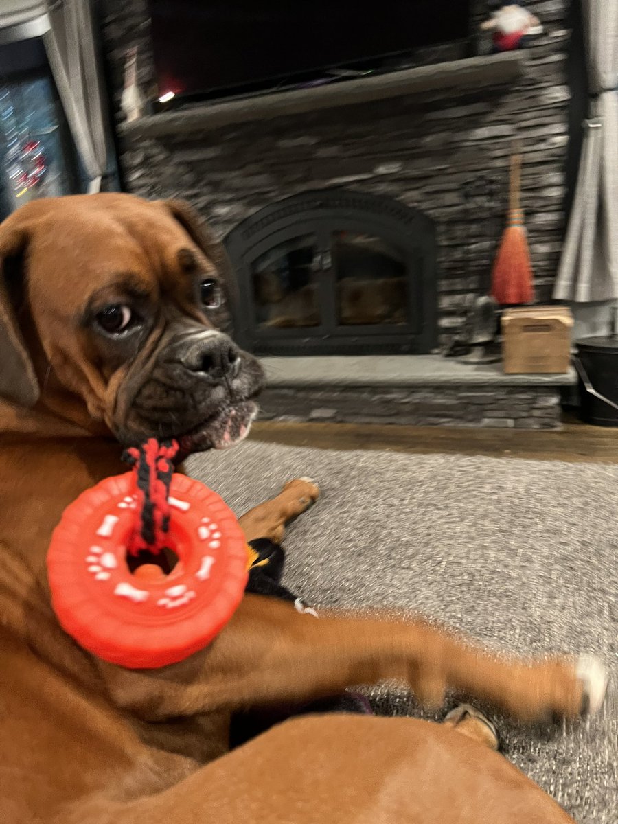 Luna with her tire toy 

#boxerpuppy #boxerdogs #boxerlife 
#boxerlovers #boxersrock #boxersoftwitter #boxerdogsoftwitter #dogsoftwitter