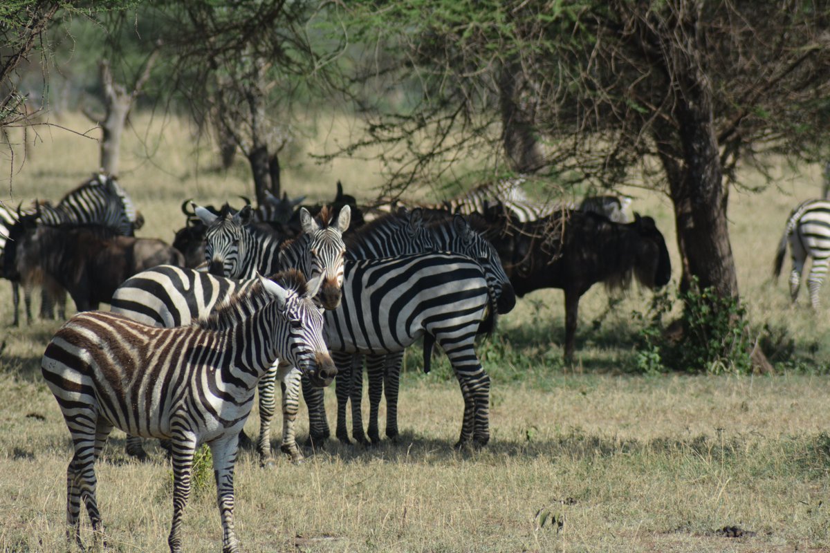 NatureinSpirit3's tweet photo. Visit Ndutu, the Southern Serengeti plains, during the Great Migration's calving season. This tour offers fantastic wildlife viewing opportunities in the Serengeti's southern plains.

View an Offer:  https://t.co/gcGT8kbmvc

#wildebeest https://t.co/twtLI9Ys0q