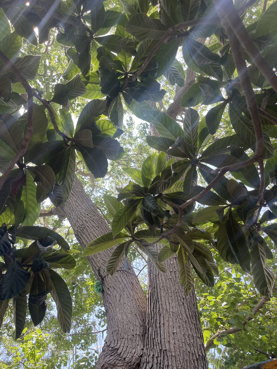 This is the tree I rest under during my afternoon break at work 📸🌳😍
#tree #lights #light #sun #sunny #break #afternoon #green #photo #photography #photographer #nature #relax #time #nowork #happy