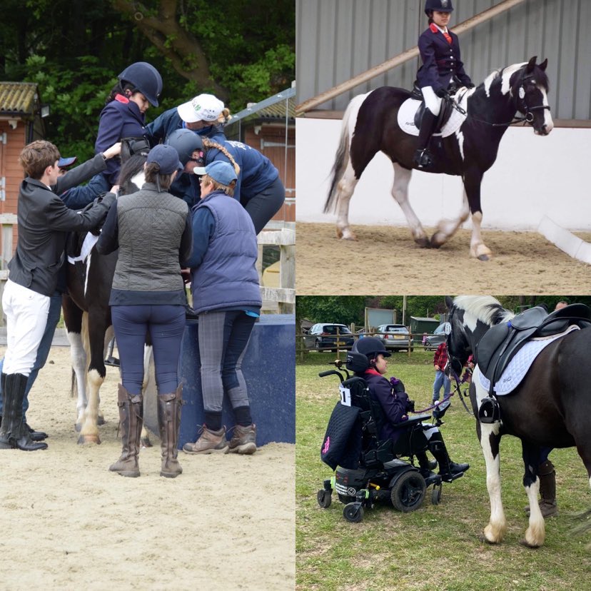 Park Lane Stables tweet media