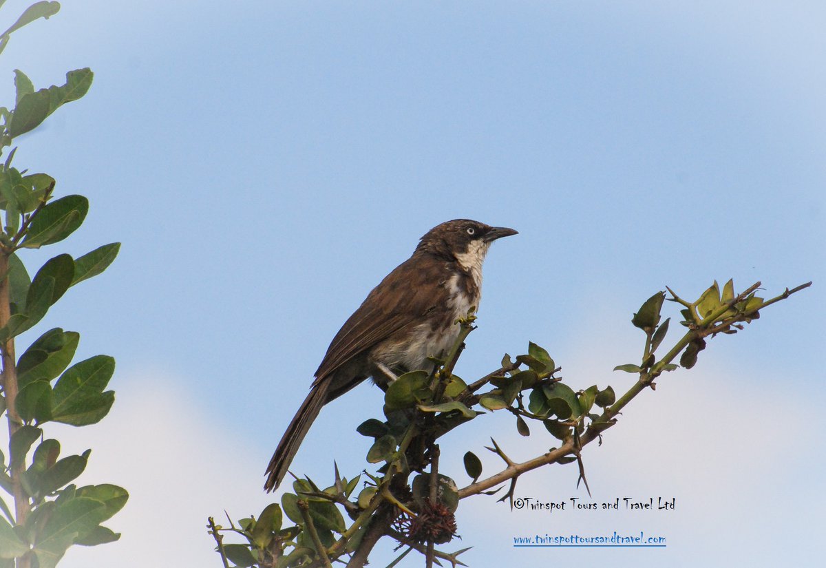 Northern Pied Babbler #birds #birding #birdwatching #avian #travel #adventure #explore #vacation #holiday #tourism #wanderlust #travelgram #instatravel #travelphotography #travelblogger #travelling #nature #beautifuldestinations #worldtraveler #discover #travelholic #travelingram