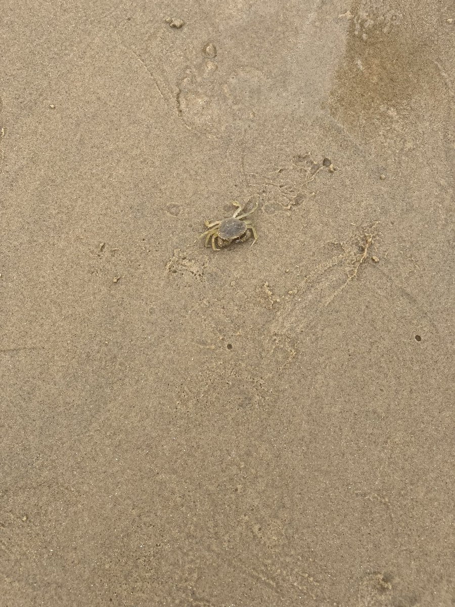 Searching for crabs at the beach 🦀 🌊🏖️ @LongMeadowSch @missfurneaux @MrSummersLMS @MrsJ_Richardson