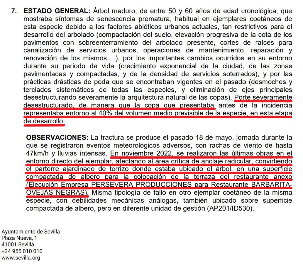 Los #Árboles "molestan" a los #Bares de #Sevilla.
1º Los dañan y debilitan
2º Los hacen enferman, los secan y los talan
3º Más espacio para sus mesas, sillas, #Veladores.
#FichaDeApeo de uno de los pocos #Árboles que dejaron en la #ZonaAjardinada de la que hablamos el 21 de mayo.