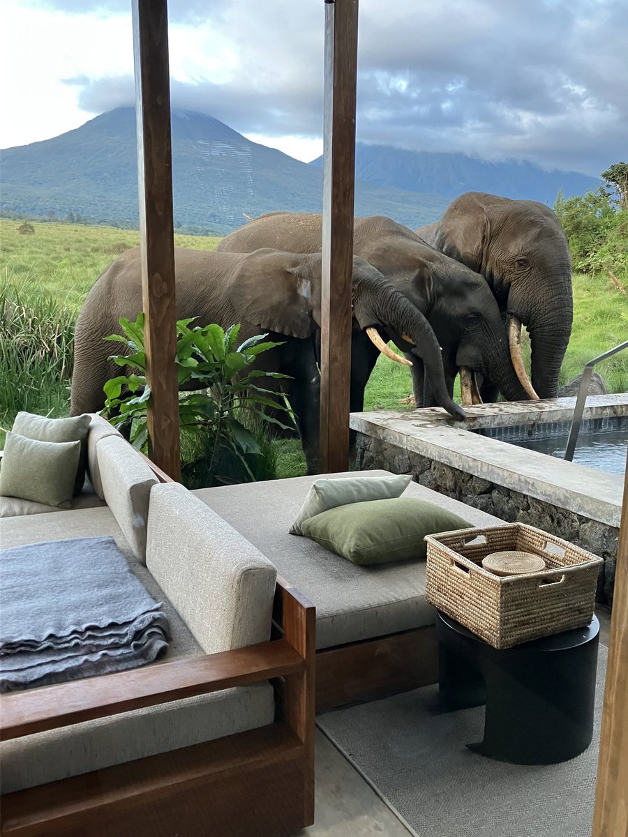 Mountain elephants made an unexpected visit to the pool at our lodge. #elephants #Rwanda