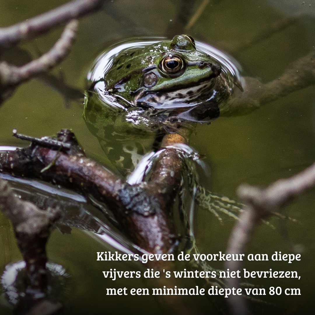 Help dieren de droogte door, met een verkoelende vijver. 🌡️💦 De vijver hoeft niet groot of diep te zijn om een waar paradijs voor dieren te vormen. Geef jij deze waterliefhebbers een thuis? Leg een #TuinyPoel aan. Meer informatie: bit.ly/3NgL2om