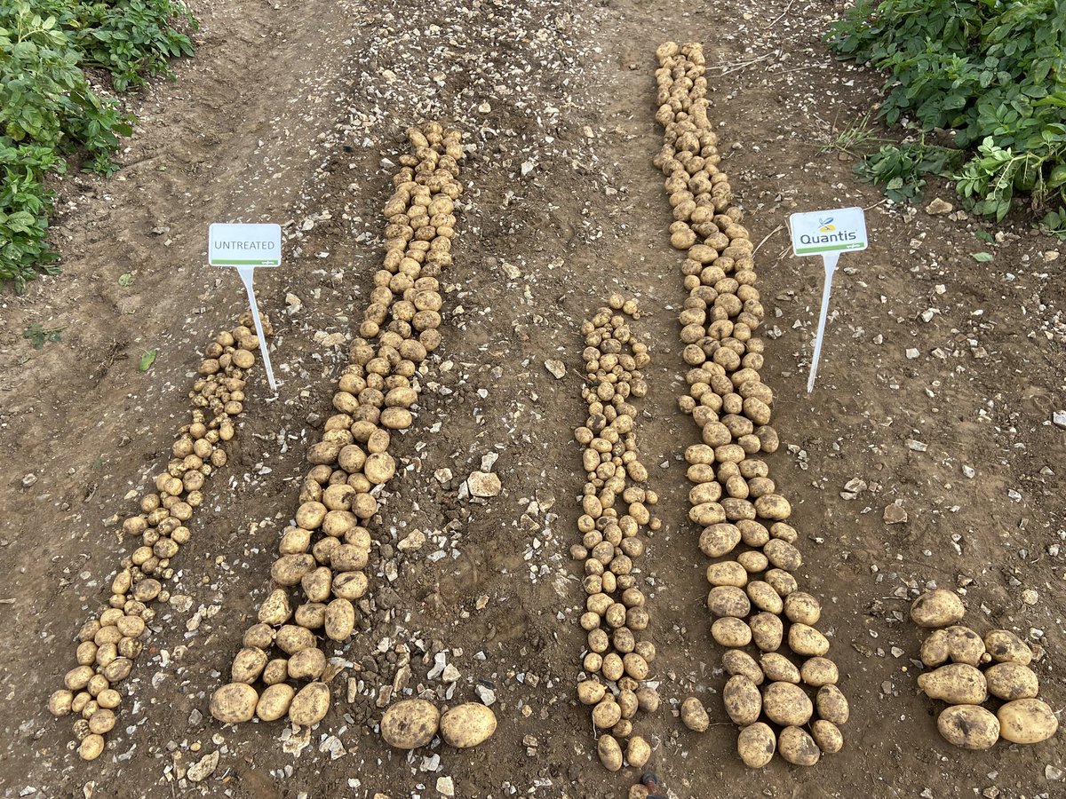 trialsbloke's tweet photo. Storm Oscar will be sending warm &amp; humid conditions this weekend…

So, it’s probably a good time to remind you that @SyngentaGB QUANTIS protects potato through period of heat stress whilst REVUS helps to sort the blight risk

 https://t.co/XXtsthrqF9 via @YouTube https://t.co/1PUxeqmObi