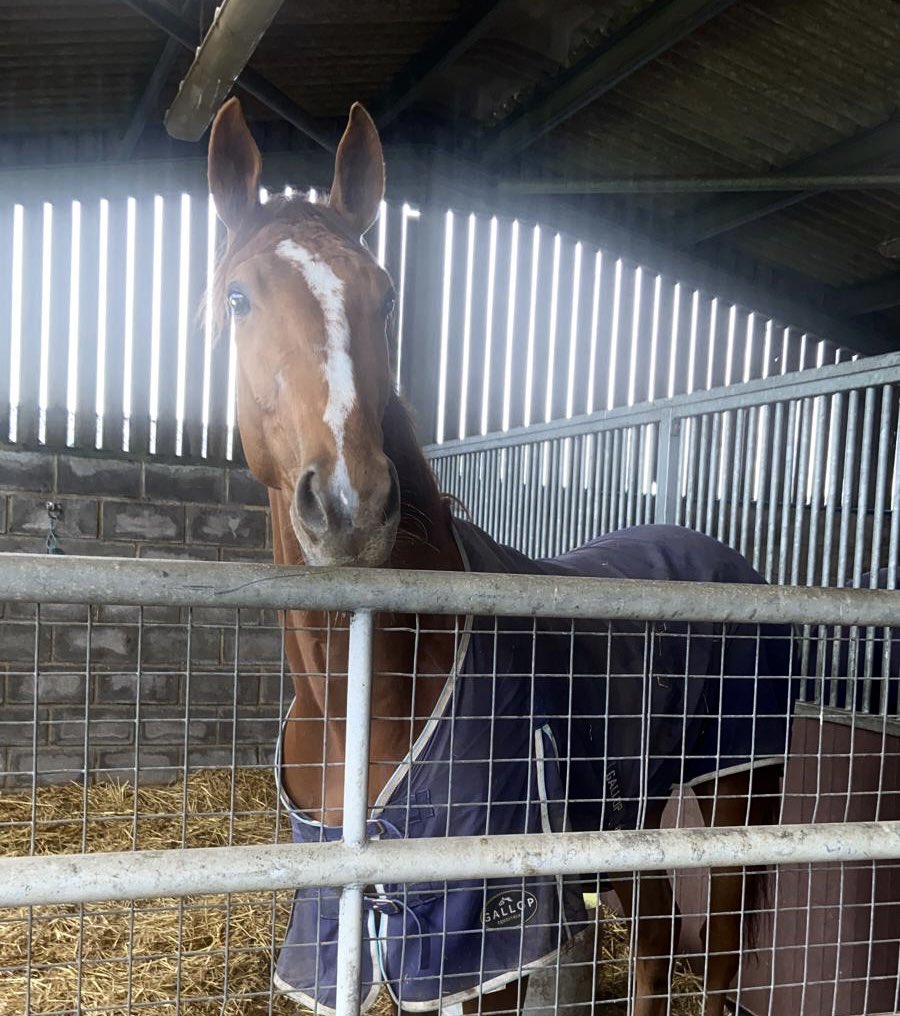 MFHarrisRacing's tweet photo. A busy day at Sutton Veny with 3 teams heading out of the gates to @NewtonAbbotRace @NewburyRacing and @kemptonparkrace , not a bad set of jockey bookings either ! #MHOG https://t.co/l0vFUsTjco