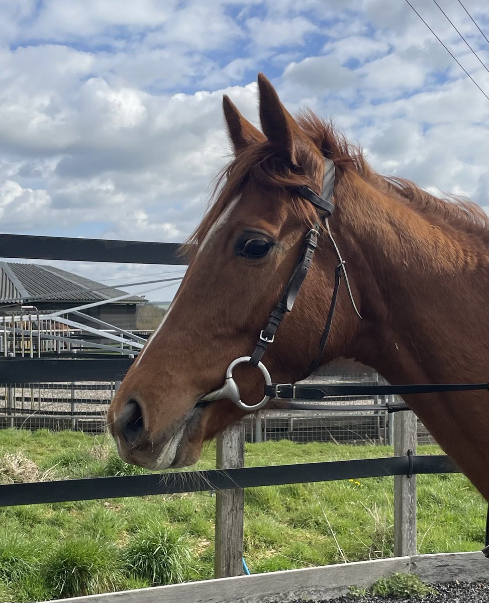MFHarrisRacing's tweet photo. A busy day at Sutton Veny with 3 teams heading out of the gates to @NewtonAbbotRace @NewburyRacing and @kemptonparkrace , not a bad set of jockey bookings either ! #MHOG https://t.co/l0vFUsTjco