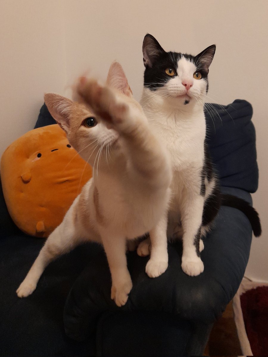 Usrall's tweet photo. @lined_cats @catshouldnt La bagarre https://t.co/1hQFWyzhXH
