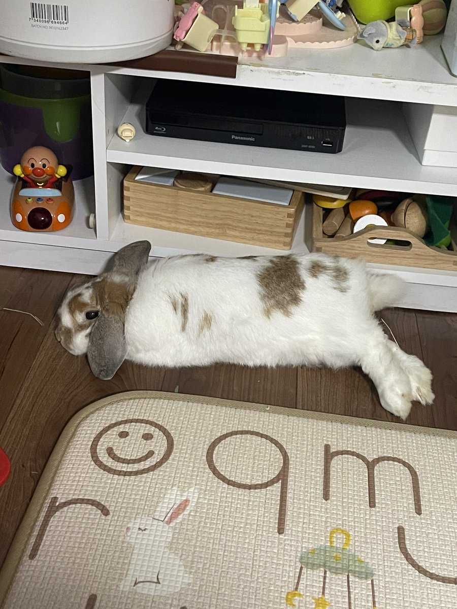 mofmofmuffin's tweet photo. 夏バテ https://t.co/XclsZyh9Xp