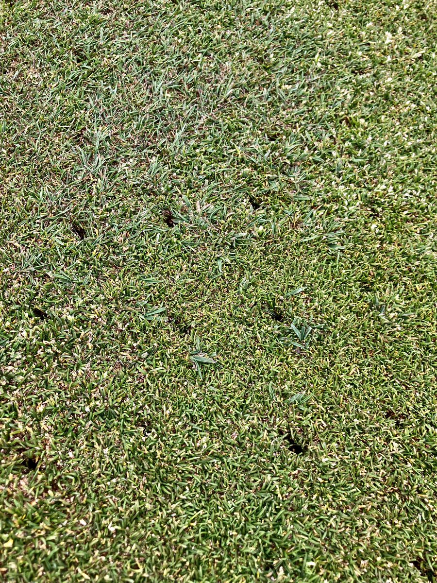 007 Creeping Bent on the March into Poa territory. 
No other species will be ingressing into a dense meadow grass sward whilst you’re sat at home watching telly 😂
Happy Course Manager at @horsleylodge